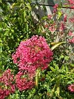 Valeriane (prise a Lens)(8)